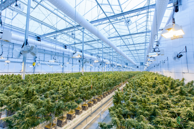 how to enter the cannabis industry