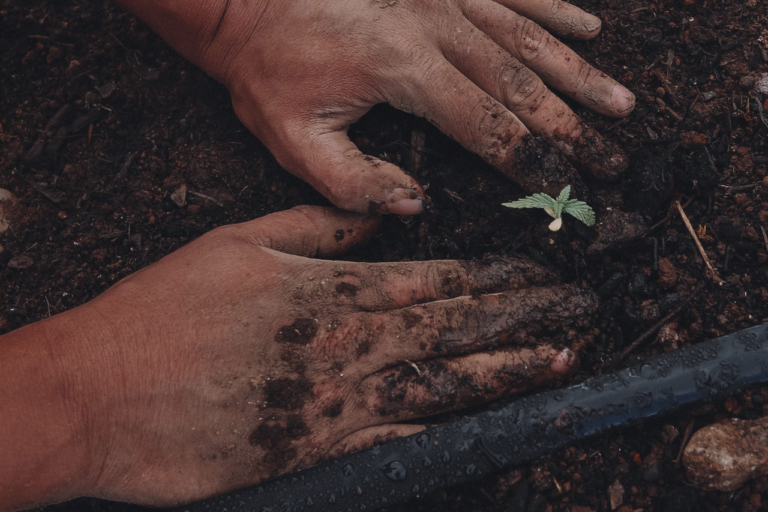 What is Seed to Sale Tracking?