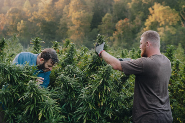 when to harvest cannabis