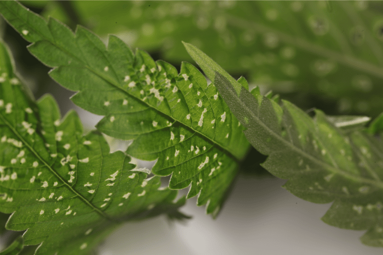 cannabis pest control for beginners