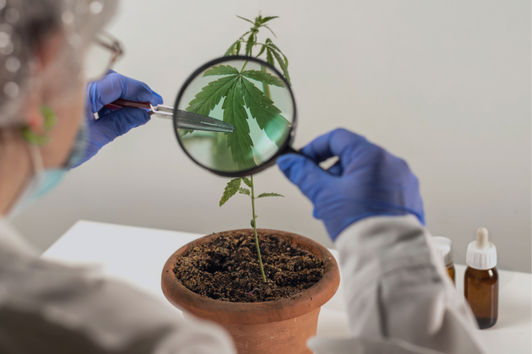 Get to Know Parts of the Cannabis Plant